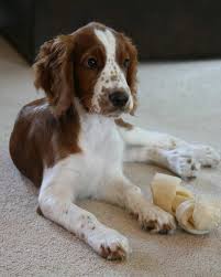 「"leave a reply"+"name"+"31"+"+"+"=" springer spaniel」的圖片搜尋結果