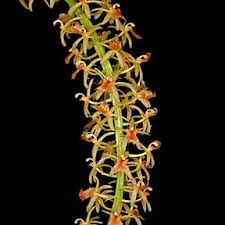 Image result for Liparis tridens