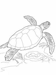 Sea animals featured in these sets incude coral reef fishes, jellyfish, starfish, seahorse, crab, octopus, dolphins, sharks, whales, orca, and sea turtles. Loggerhead Sea Turtle Free Coloring Page Coloring Book Download Print Online Coloring Pages For Free Color Nimbus