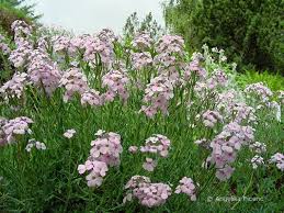 Check spelling or type a new query. Brassicaceae C Mag Angelika Ficenc Pflanzenwelten Angelika Ficenc