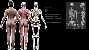 Licensing 3d Ct Scan Data Polycount Ct Scan Data Scan