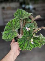 Image result for Sansevieria dooneri