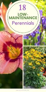 Multipurpose compost is not good if you are planting perennials or shrubs, i.e plants you want to last. 18 Low Maintenance Perennials Perennials Plants Diy Container Gardening