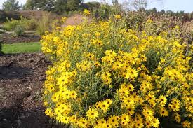 Image result for Helianthus angustifolius