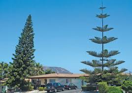 Image result for Araucaria columnaris