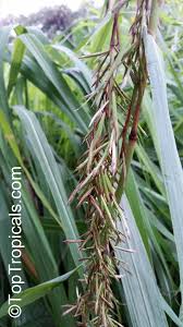 Image result for Cymbopogon pospischilii