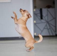We did not find results for: Dauntless Chihuahuas Home Facebook