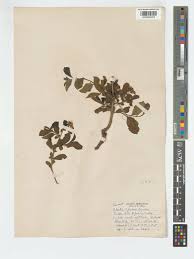 Image result for Ehretia obtusifolia