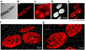 We did not find results for: Live Cell Visualization Of Excitation Energy Dynamics In Chloroplast Thylakoid Structures Scientific Reports