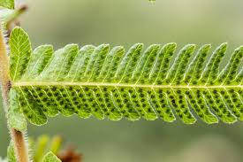 Image result for Christella chaseana