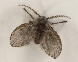 how to get rid of drain flies duncan