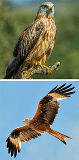 Raptors birds of prey uk. Identifying Birds Of Prey Barrettine Environmental Health
