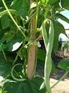 Phaseolus vulgaris (Beans) - Plant Sciences