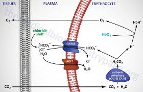 Molecular Makeup Of Hemoglobin Quizlet Makeupview Co