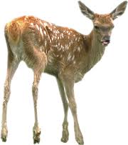 Deer Png Deer Transparent Background Freeiconspng Snow is not on a separate layer, so deer standing in snow will need to be placed into a snowy scene. deer png deer transparent background