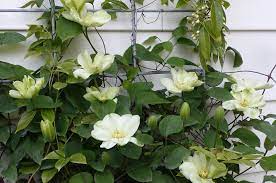 We did not find results for: Clematis Montana Clematis In Seattle