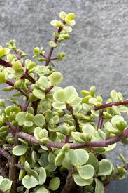 Image result for Portulacaria