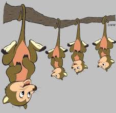 Possums Animal Sketches Cartoon Tattoos Possum Facts 16,547 likes · 25 talking about this. pinterest