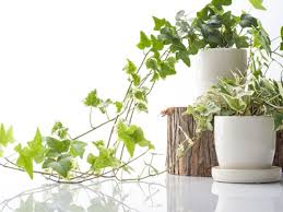 Ti attendono risparmio e qualità. Piante Ricadenti Da Tenere In Casa One Giardinaggio