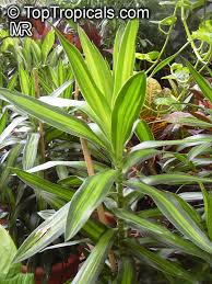 Image result for Dracaena camerooniana