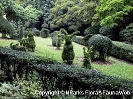 Image result for Malpighia coccigera