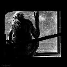 Hamilton Zoo Dreaming Of Freedom Zoo Dream Photo