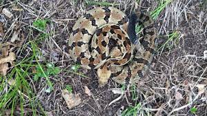 We did not find results for: Rattlesnakes In Wisconsin A Historical And Conservation Perspective Wild Snakes Education And Discussion