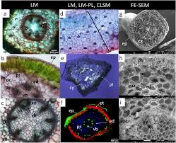 Image result for Sarcocornia decumbens