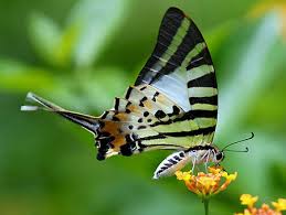 Kết quả hình ảnh cho bướm