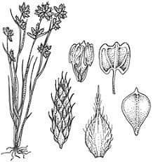 Image result for Fuirena ciliaris