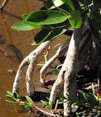 Image result for Rhizophora racemosa