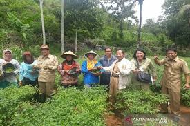 Siapkan wadah atau trai semai yang bersih. Petani Gunung Kidul Mulai Beralih Tanam Cabai Rawit Hijau Antara News Yogyakarta Berita Terkini Yogyakarta