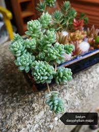 Sedum Dasyphyllum Minor And Abby S Succulents And Cactus Facebook