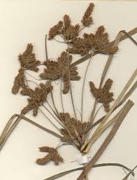 Image result for Cyperus dives
