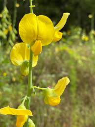 Image result for Crotalaria lotoides