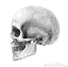 Human Skull Side View Pencil Drawing Style By Linda Bucklin Via Dreamstime Skull Side View Skulls Drawing Side View Drawing
