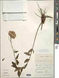 Image result for Stomatanthes