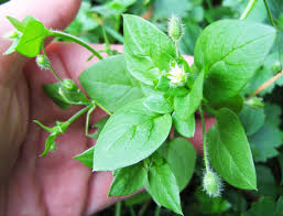 Vogelmiere Give Away Brunnenkresse Sauerampfer Essbare Wildkrauter Fur Balkon Und Garten Der Apfelgarten Vogelmiere Krauter Anpflanzen Und Sauerampfer