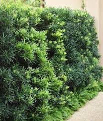 Image result for Podocarpus
