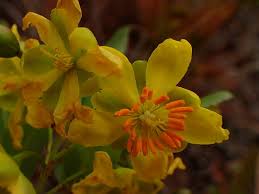 Image result for Ochna richardsiae