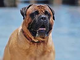 As you can see from the charts, the average price for a show prospect mastiff puppy is $3,000. Bullmastiff Price Temperament Life Span