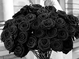 Kelopaknya diwarnai dengan warna hitam dan memiliki kilau beludru. Gambar Bunga Mawar Hitam Begitu Cantik Mawar Hitam Menggambar Bunga Mawar