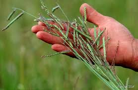 Image result for Urochloa marlothii