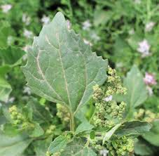 Image result for Chenopodium opulifolium