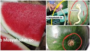 Belajar cara potong tembikai segitiga daripada. Tengok Tangkai Lubangnya Ini Tips Pilih Tembikai Isi Manis Kulit Nipis