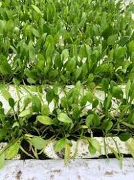 ほうれん草の葉が 黄色になるのはどうしてでしょうか 肥料過多 肥料不足 Yahoo 知恵袋