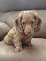 Pin By Kasey Walker On Cute Animals Diy Christmas Door Decorations Christmas Door Decorating Contest Holiday Classroom Door Decorations