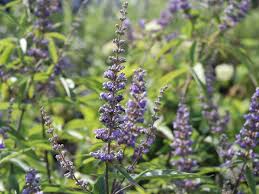 Hab ihn wegen mönchspfeffer drauf angesprochen und er hat mir auch empfohlen dieses zu nehmen. Monchspfeffer Keuschbaum Vitex Agnus Castus Var Latifolia Baumschule Horstmann