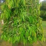 Image result for Cyanotis longifolia