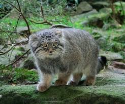 A simple extensible antimalware tool for websites. Manul Opisanie Porody Skolko Zhivut I Gde Chem Pitaetsya